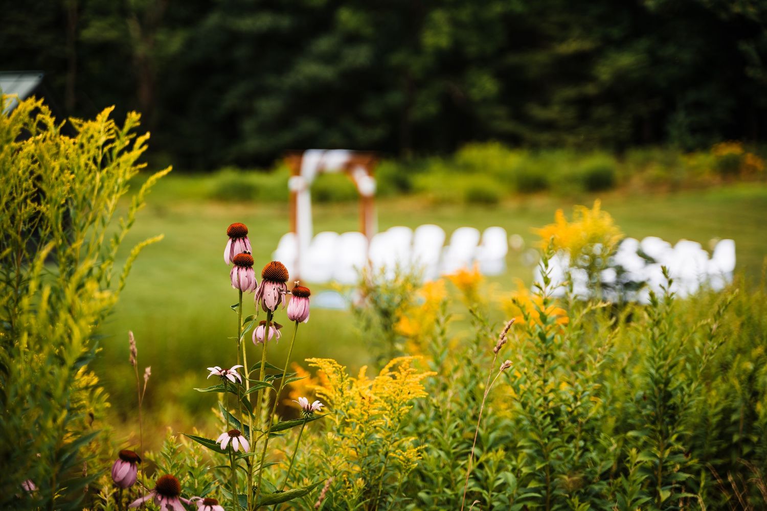 Purple coneflowers frame a blurred wedding ceremony setup in a garden setting.