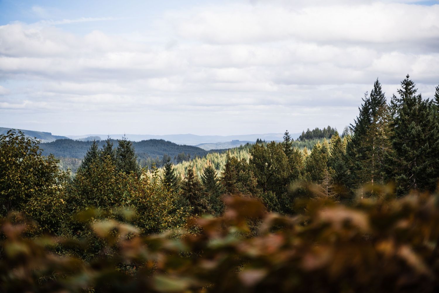 Evergreen trees and mountains create a scenic landscape view under cloudy skies in a mountainous wilderness area.