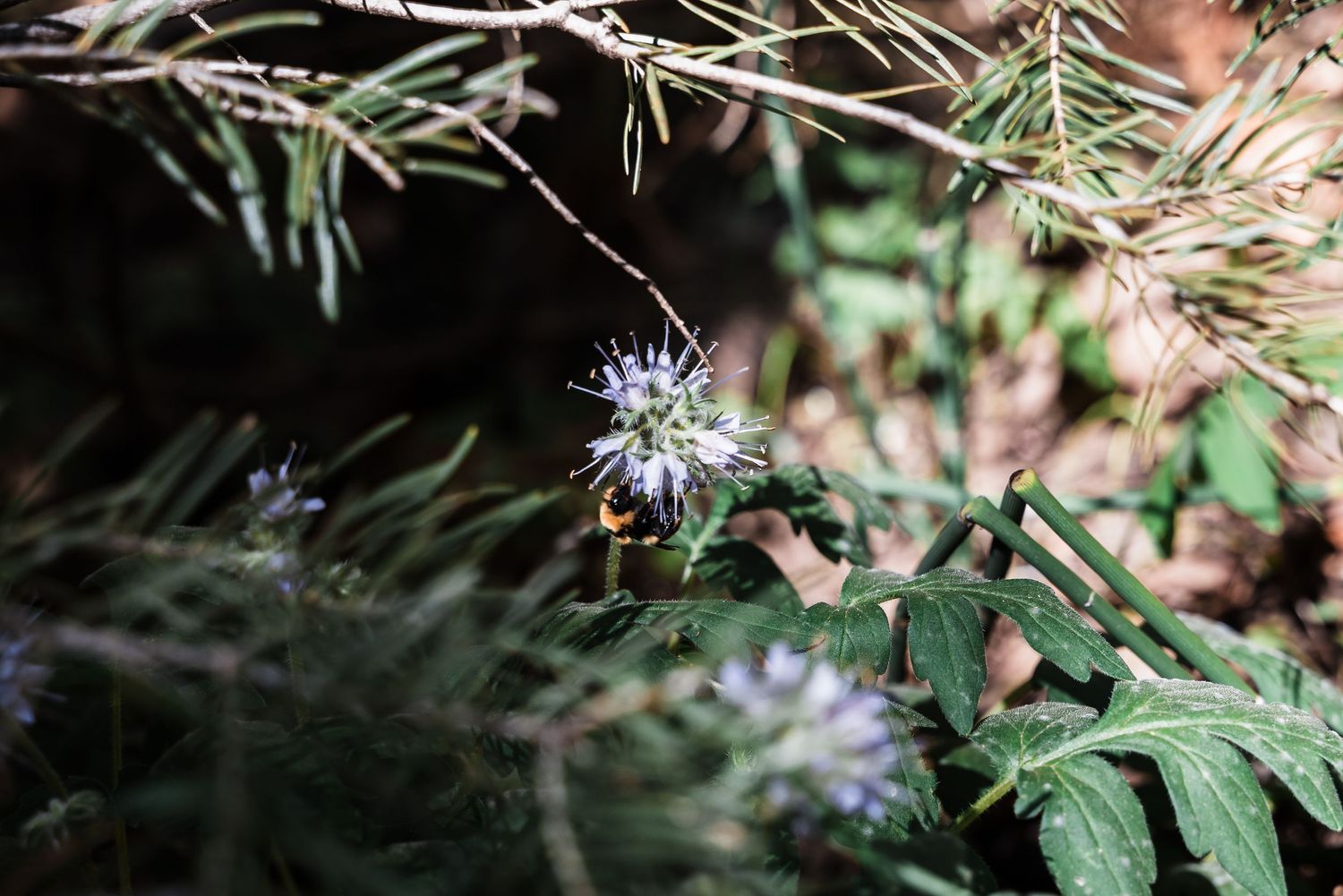 A delicate purple flower blooms among green foliage in a soft-focus nature photograph.