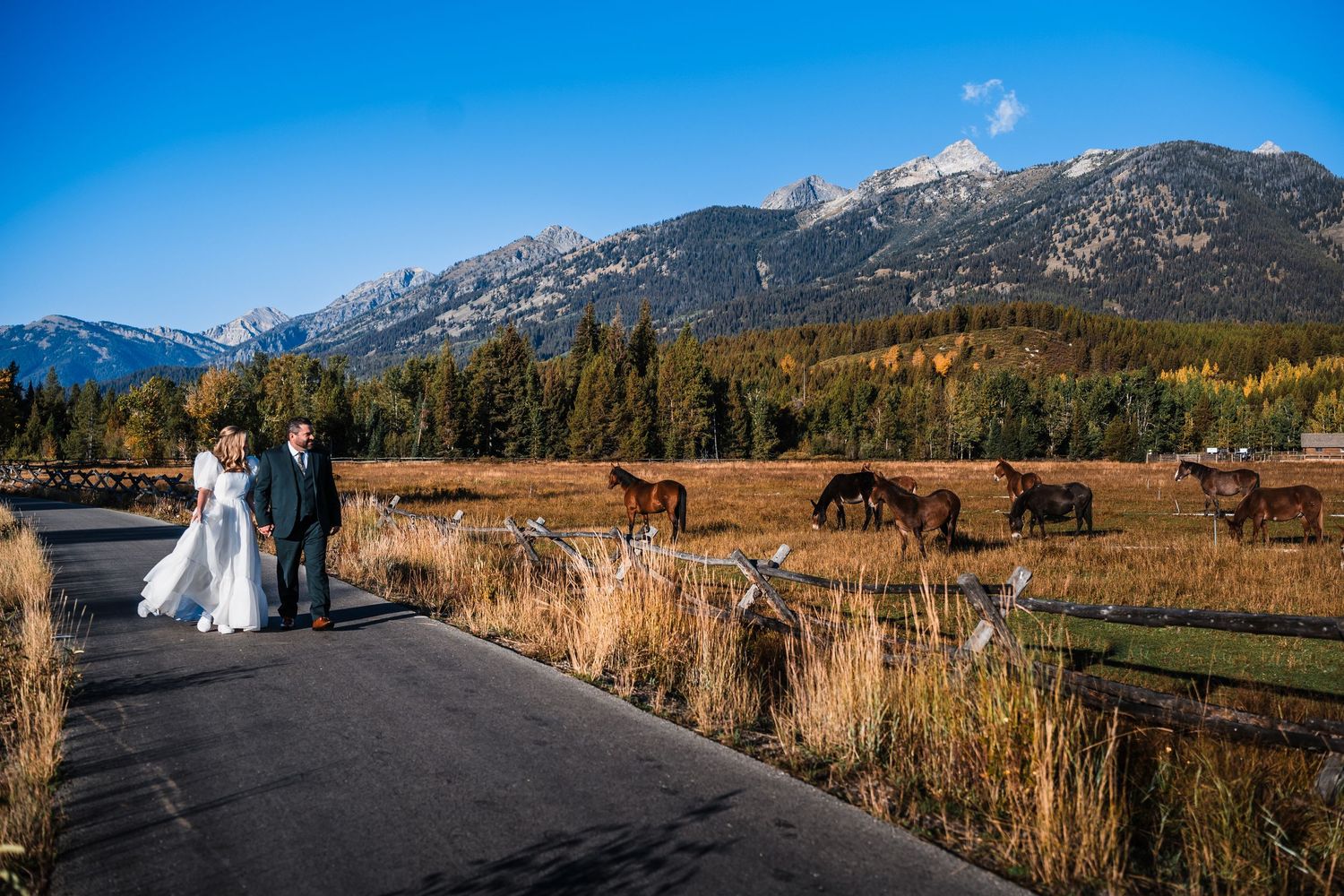 Panoramic mountain landscape with snow-capped peaks, golden meadows, and evergreen forest under blue sky.