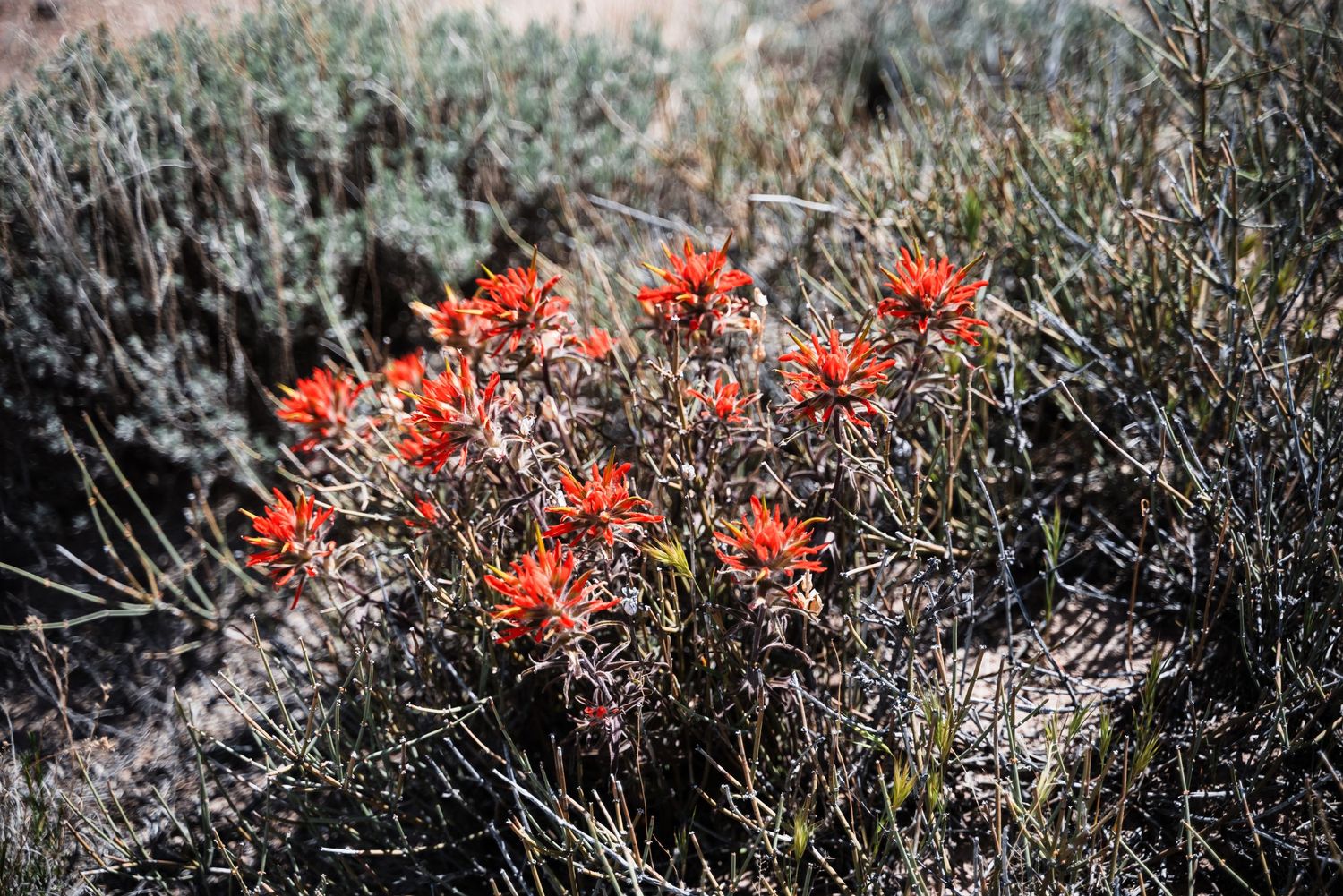 Vibrant red wildflowers bloom among desert brush in a close-up nature shot.