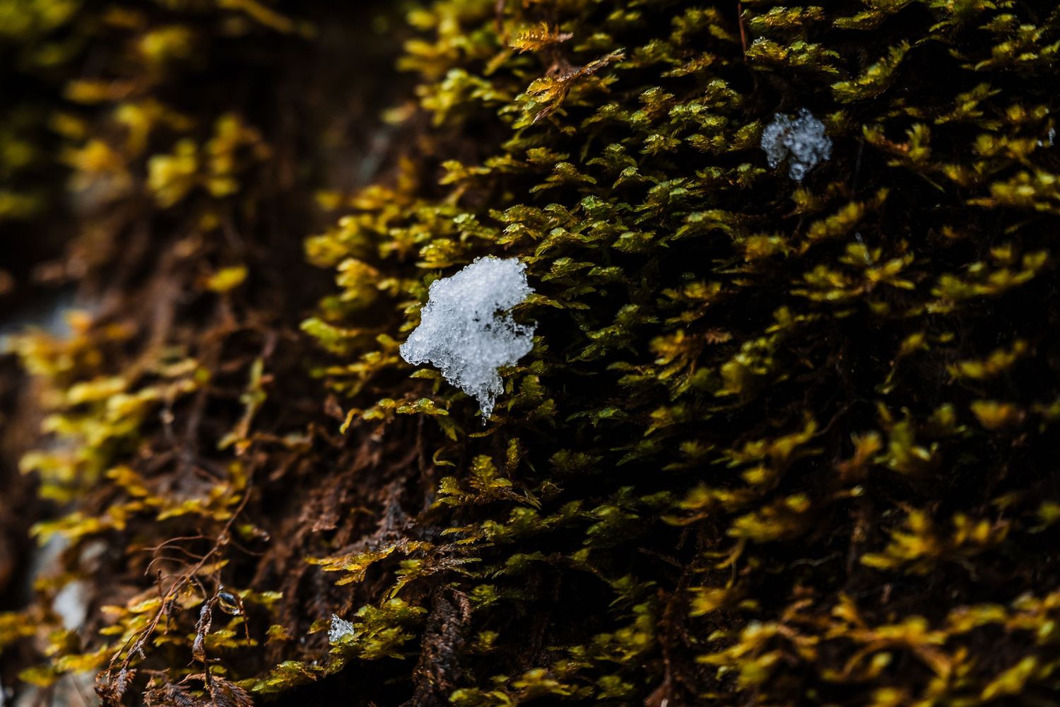 Snow covered evergreen branches create a serene winter forest scene in golden sunlight.