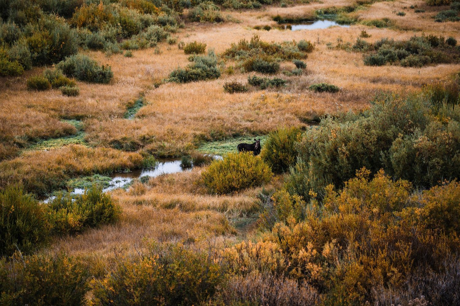 Desert landscape with scattered shrubs and a small stream winding through golden brush and sagebrush.