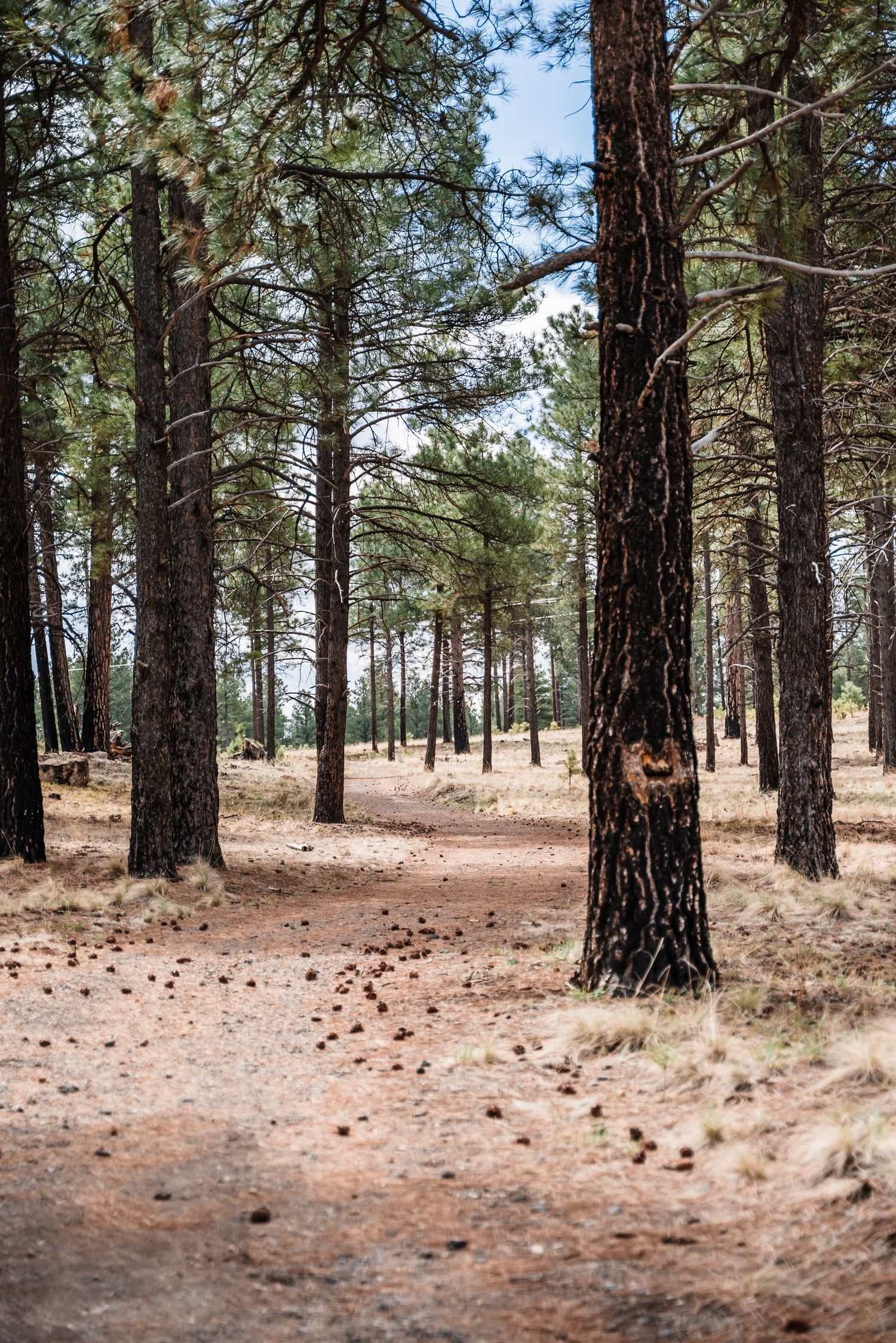 A winding dirt trail through a serene pine forest with tall tree trunks and filtered sunlight.