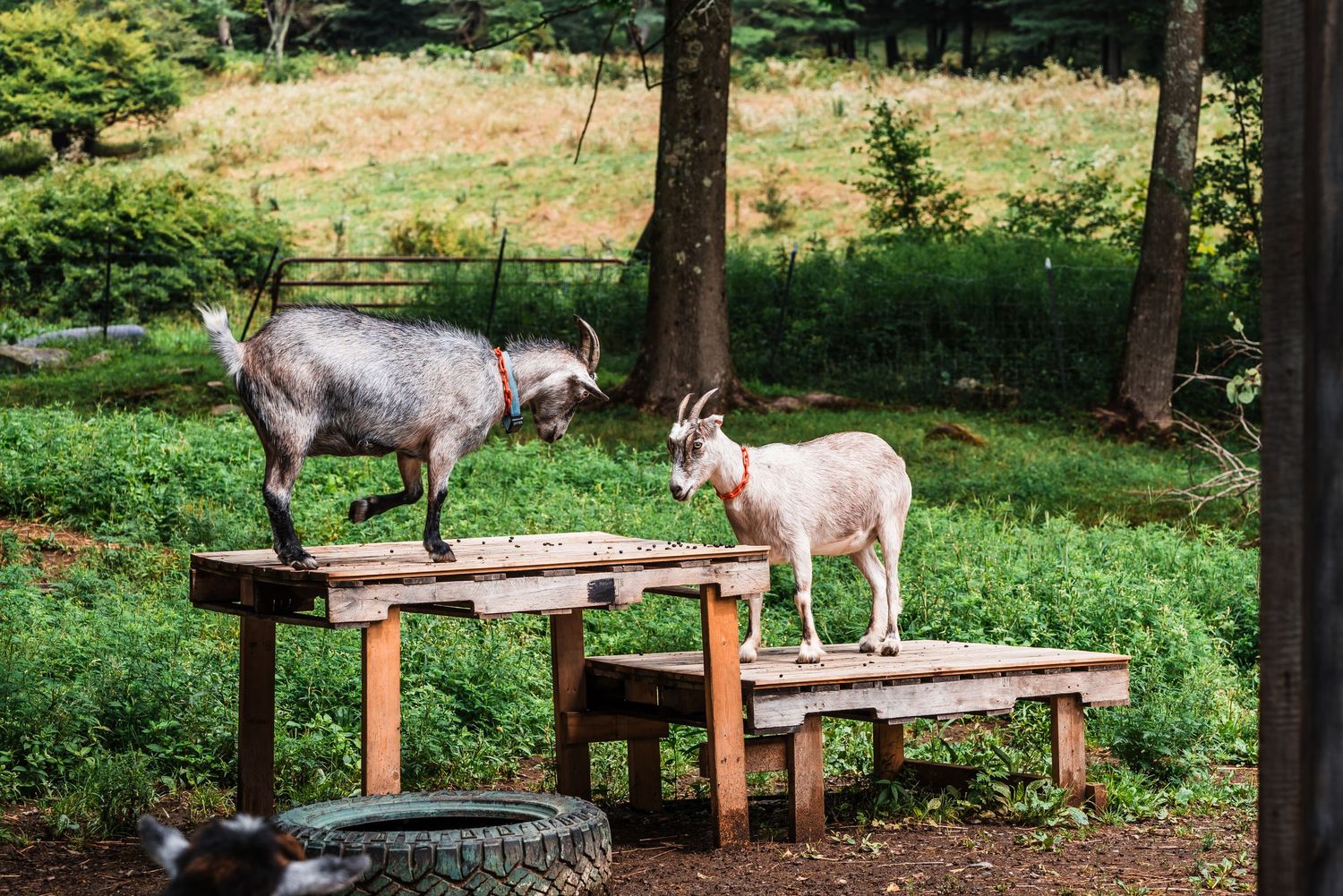 Two goats standing on wooden platforms in a green countryside setting.
