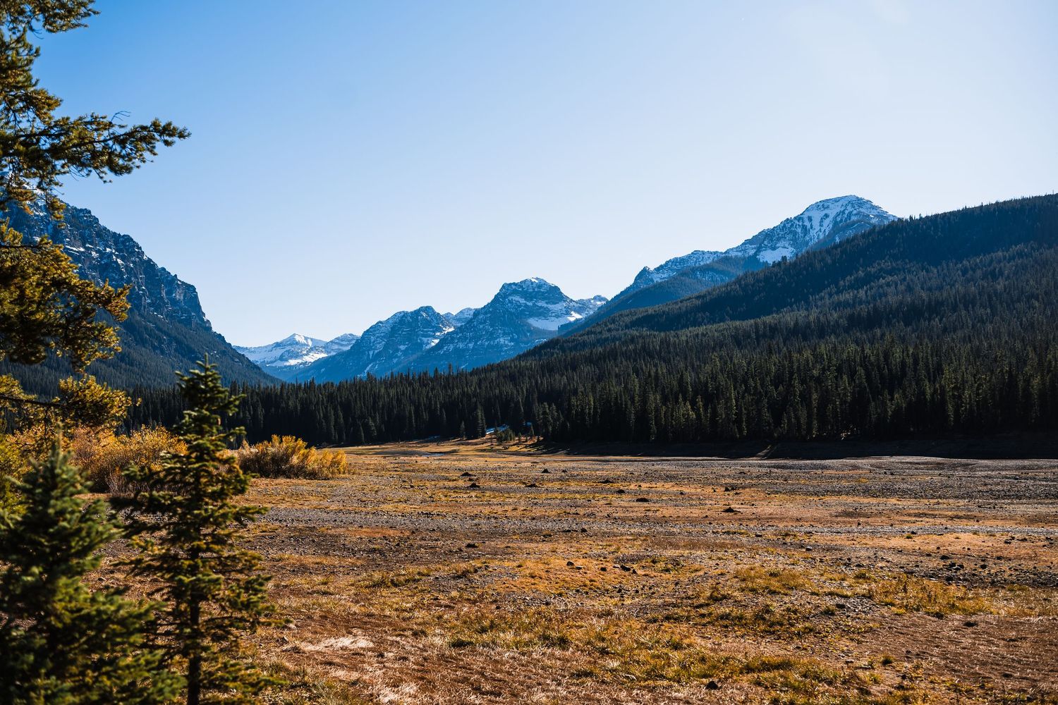 Scenic mountain valley with golden meadow and evergreen forest under clear blue sky in Rocky Mountain wilderness.
