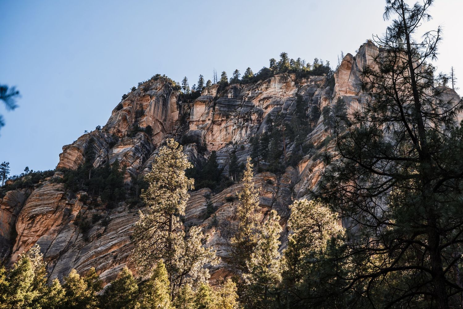 Towering red rock cliffs and pine trees against a bright blue sky in a natural canyon landscape.