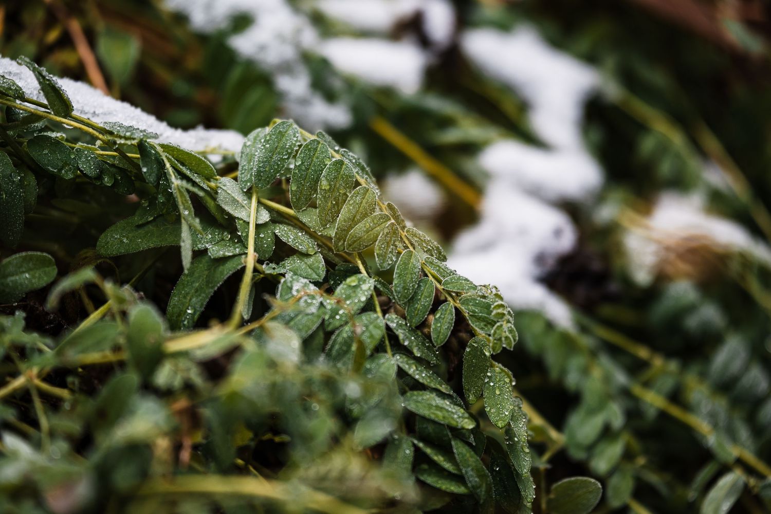 Frost covered green leaves and plants in a garden with shallow depth of field macro photography.