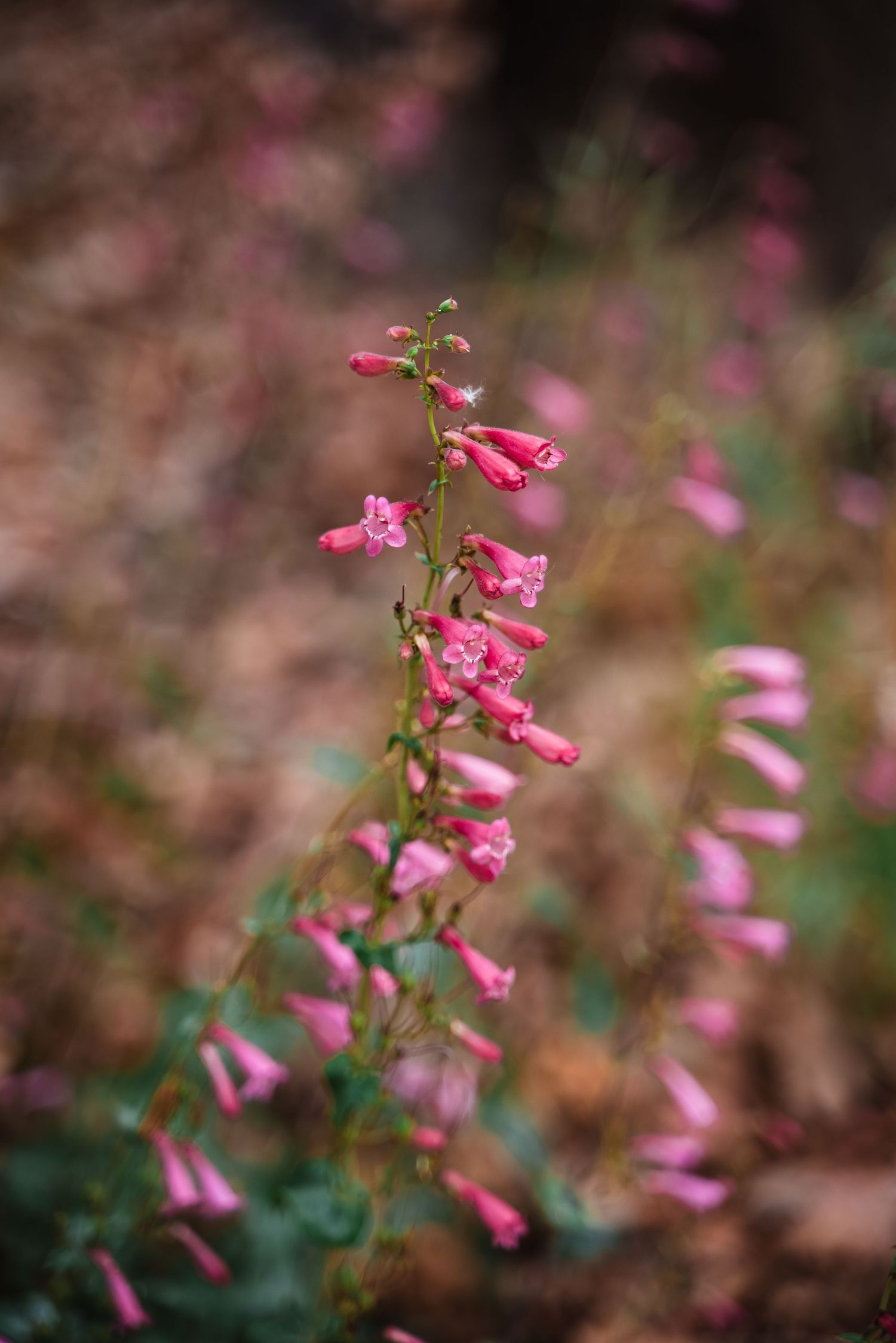 Close-up of pink penstemon flowers blooming on a tall stem with a blurred natural background.