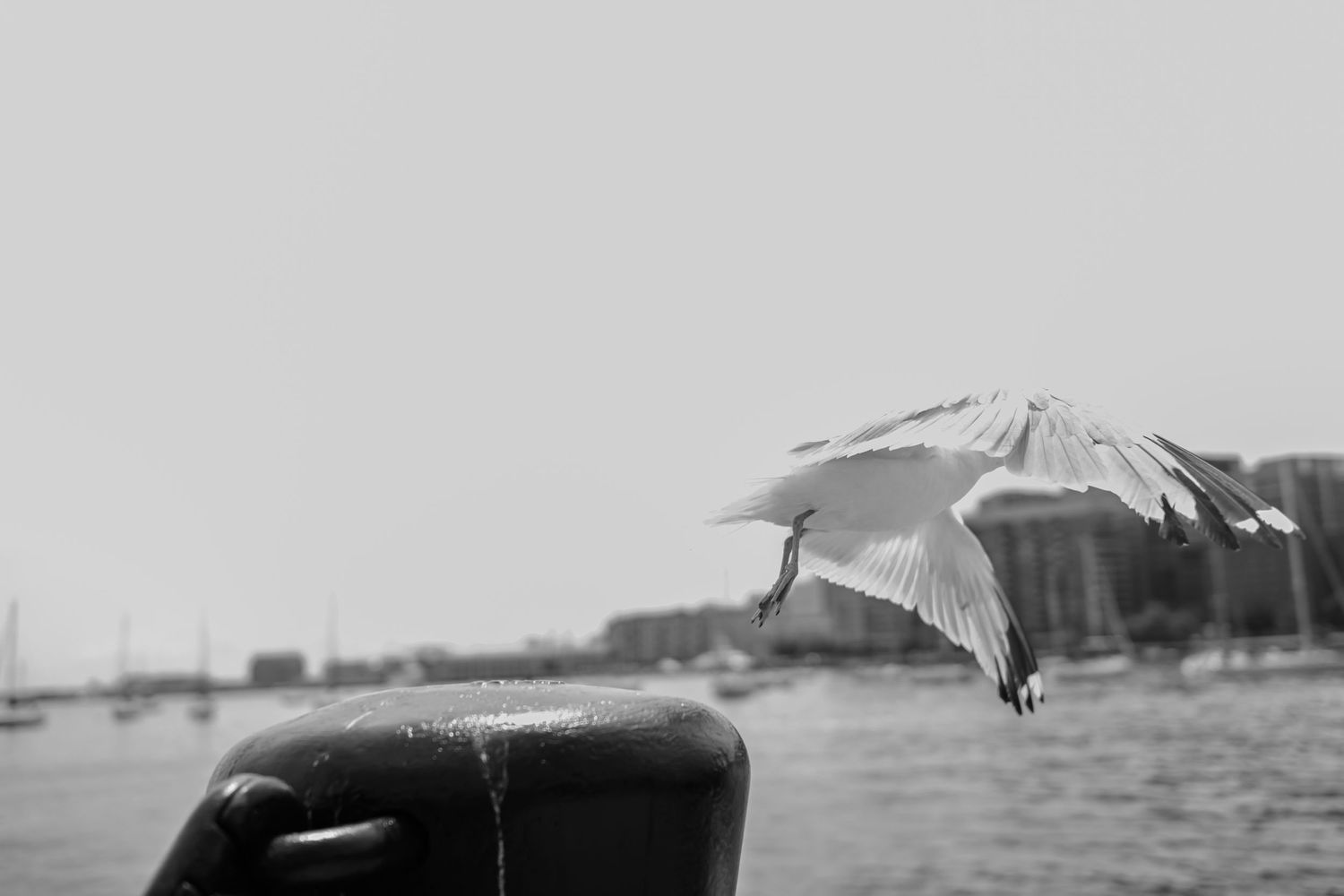 A seagull takes flight over water with its wings spread against a grainy black and white sky.
