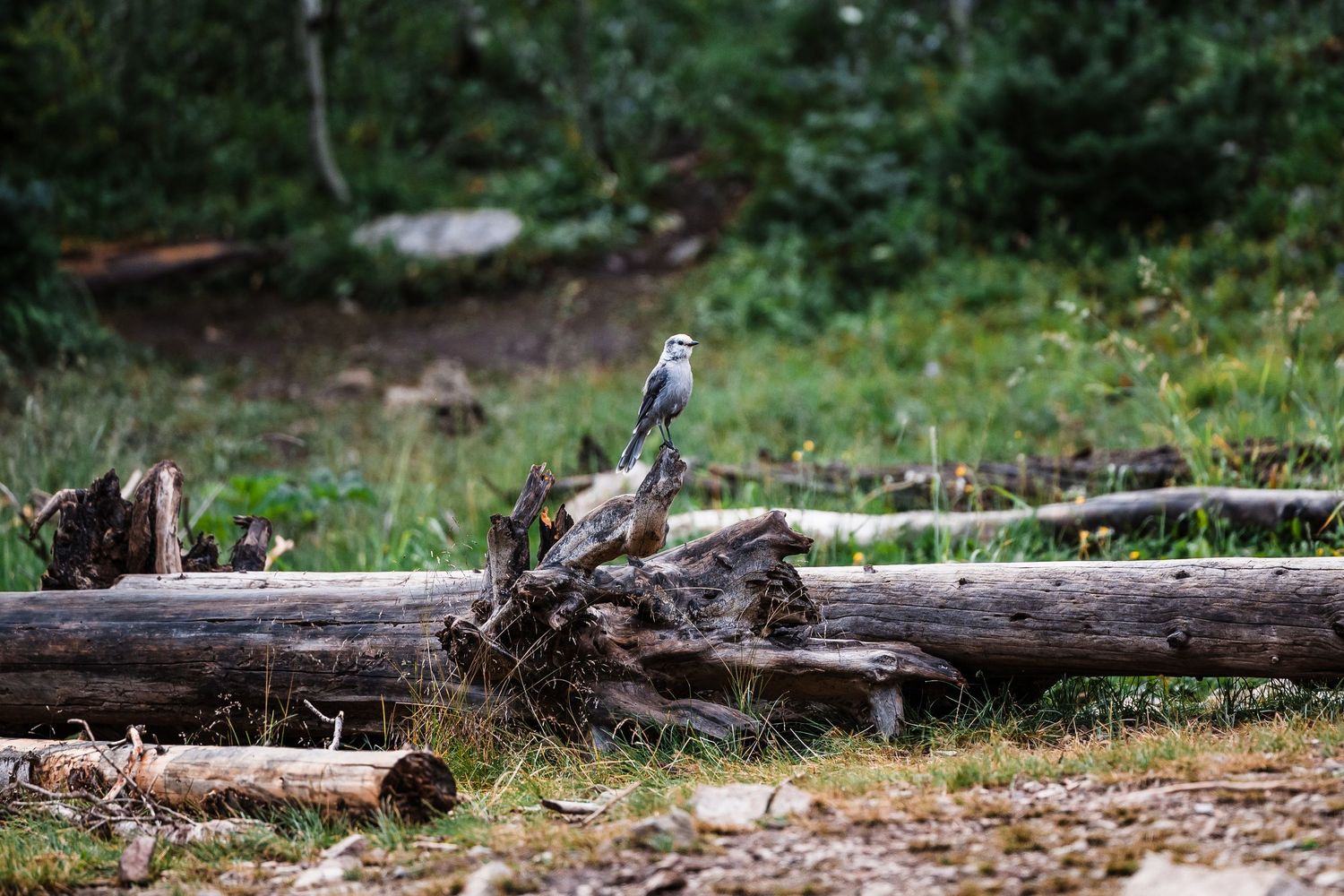 A small bird perches on a fallen log in a forest clearing surrounded by green vegetation.