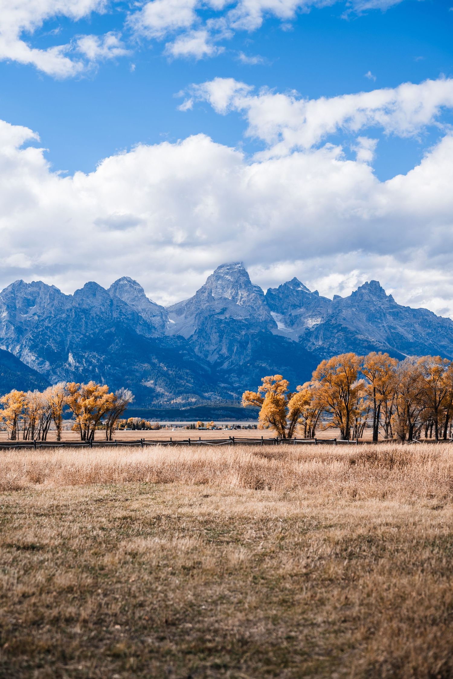 Golden autumn trees line a dry grass meadow beneath the rugged peaks of Grand Teton mountains on a sunny day.