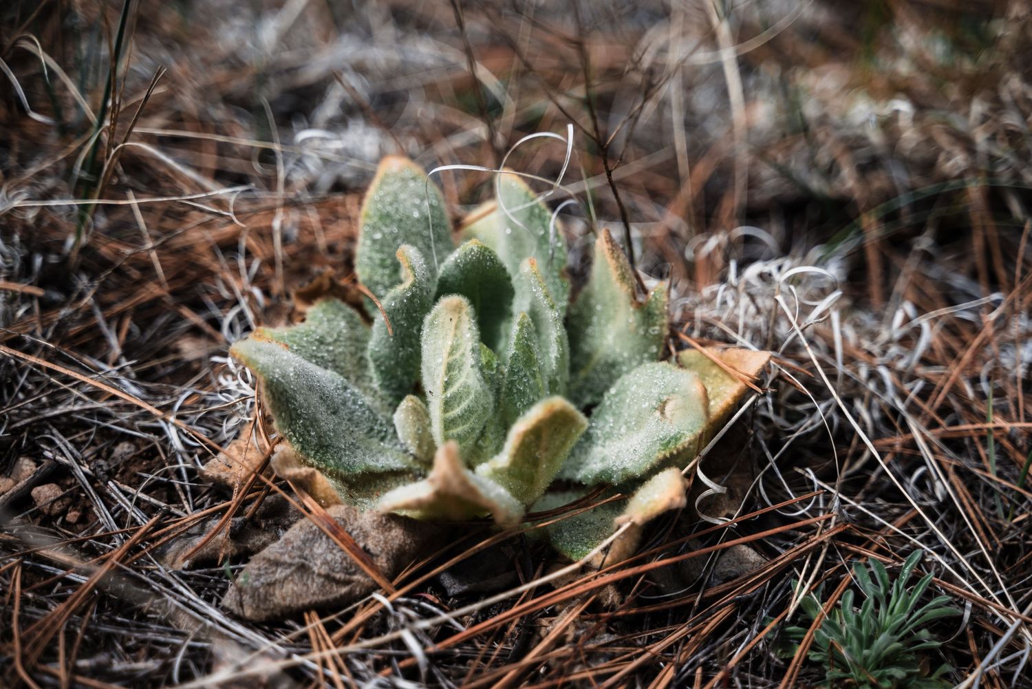 Close-up of a small succulent plant with fuzzy gray-green leaves growing among dried pine needles.