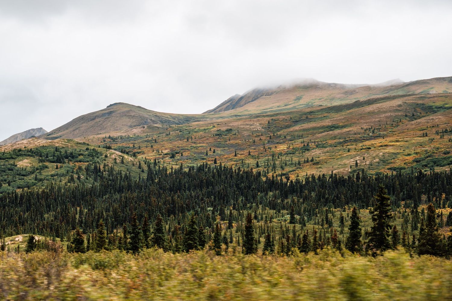 Rolling hills covered in autumn colors with evergreen forest and misty mountain peaks in the distance.