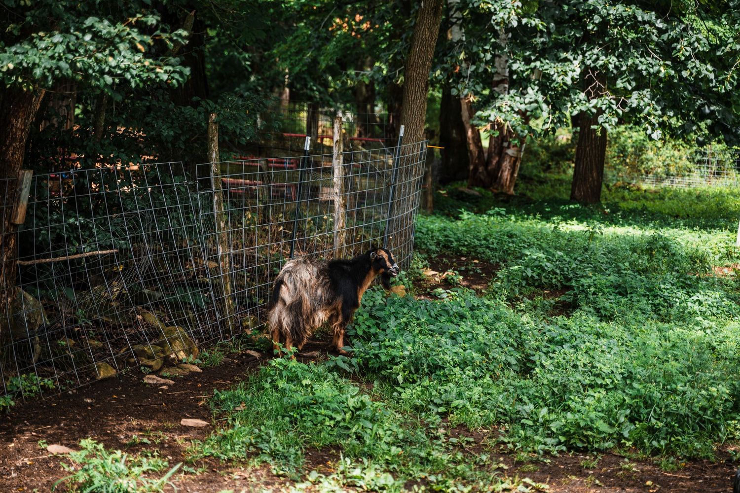 A brown dog explores a shaded garden area near a wire fence surrounded by lush green vegetation.
