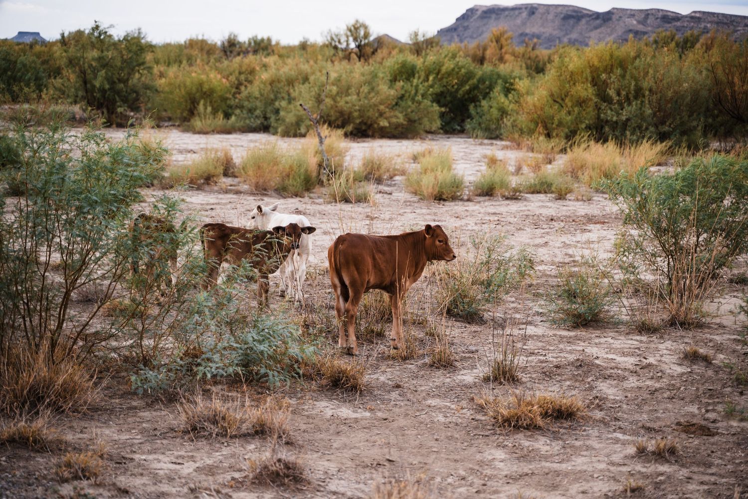 Wild horses grazing in desert brush landscape with mountains in the distance.