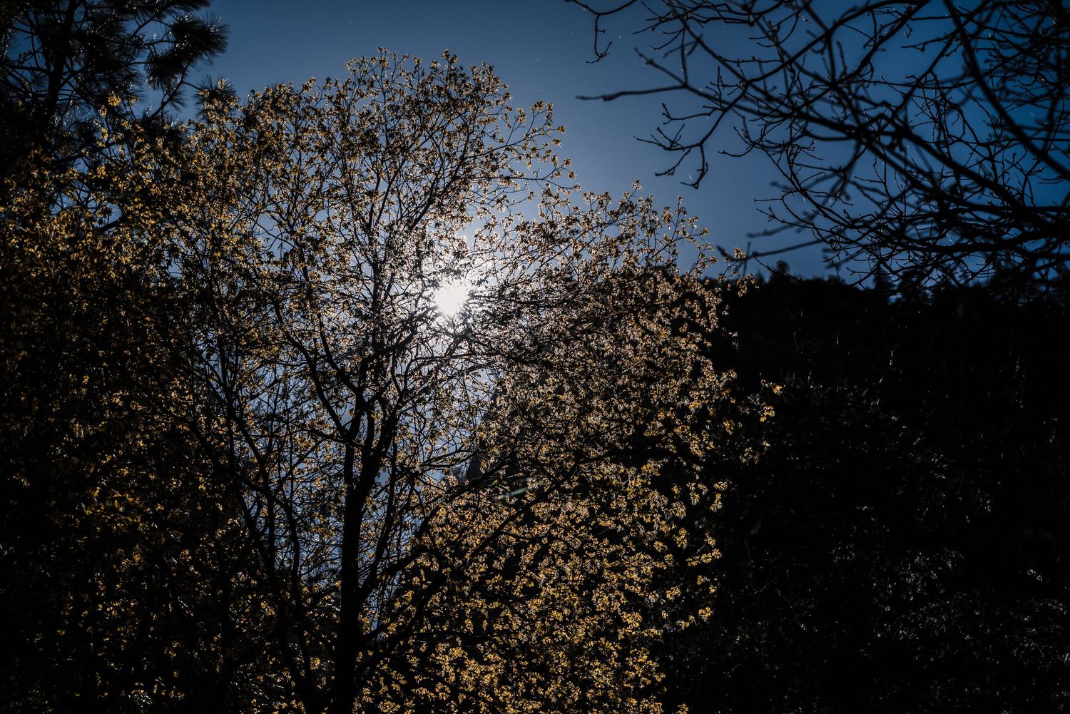 Sun peeks through autumn trees with golden leaves against a dark blue sky creating a moody silhouette effect.