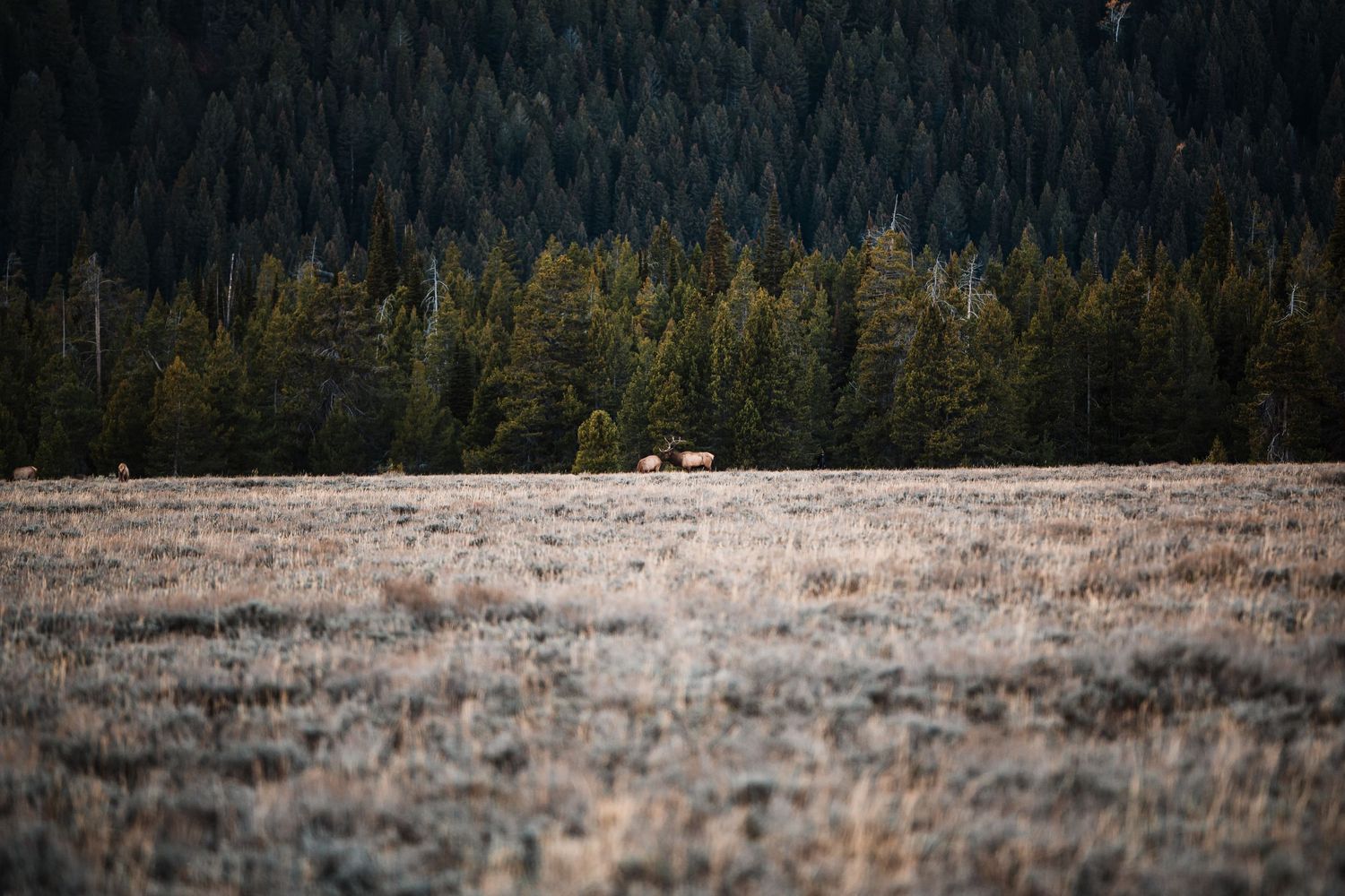 A panoramic series of scenic mountain landscapes with evergreen forests and distant peaks against a moody sky.