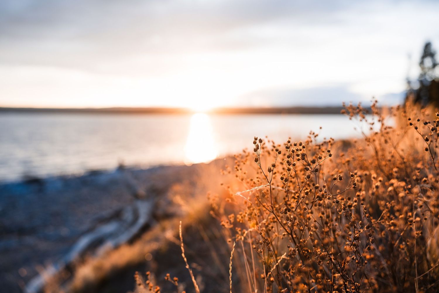 Golden grass illuminated by sunset light in a natural landscape.