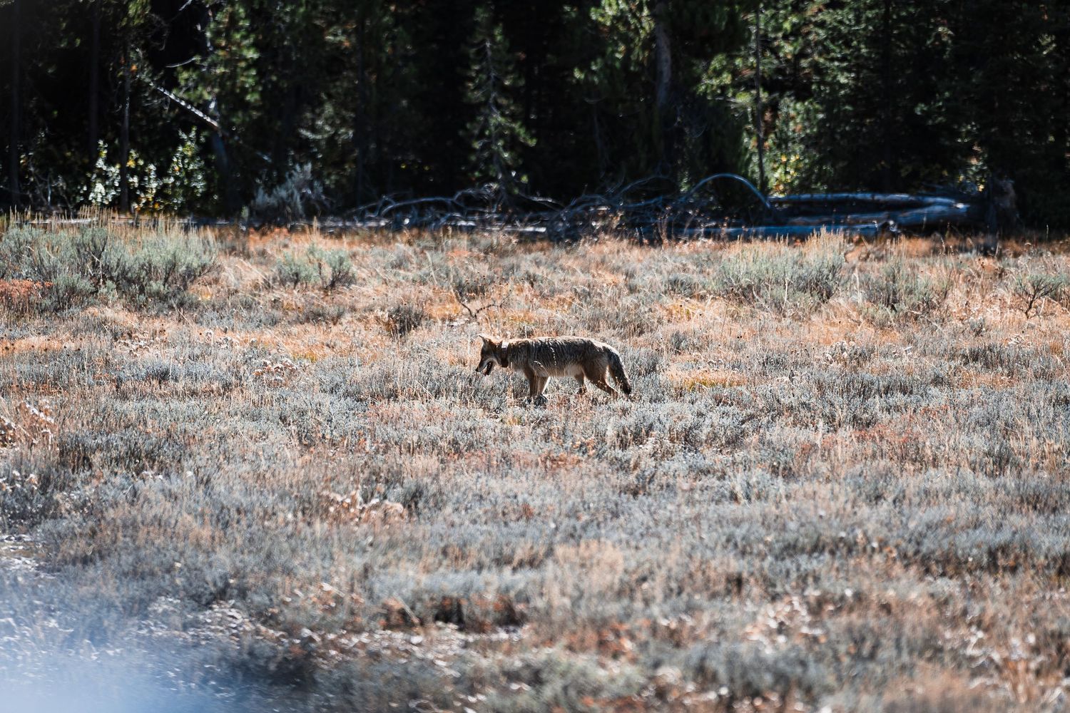 A lone coyote walks through a frosty meadow in early morning light with dark forest in the background.