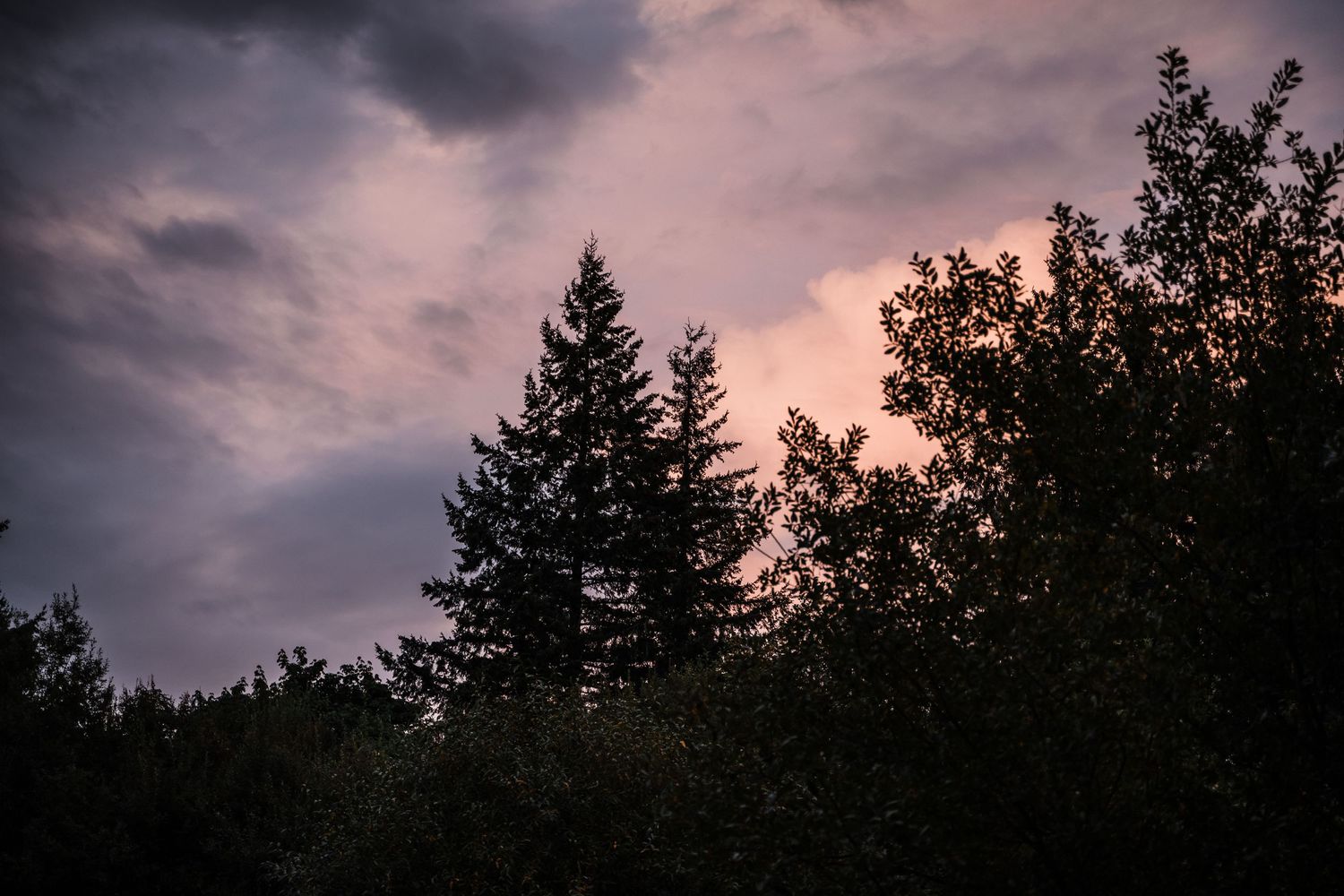 Dramatic purple sunset sky with silhouetted pine trees against stormy clouds.
