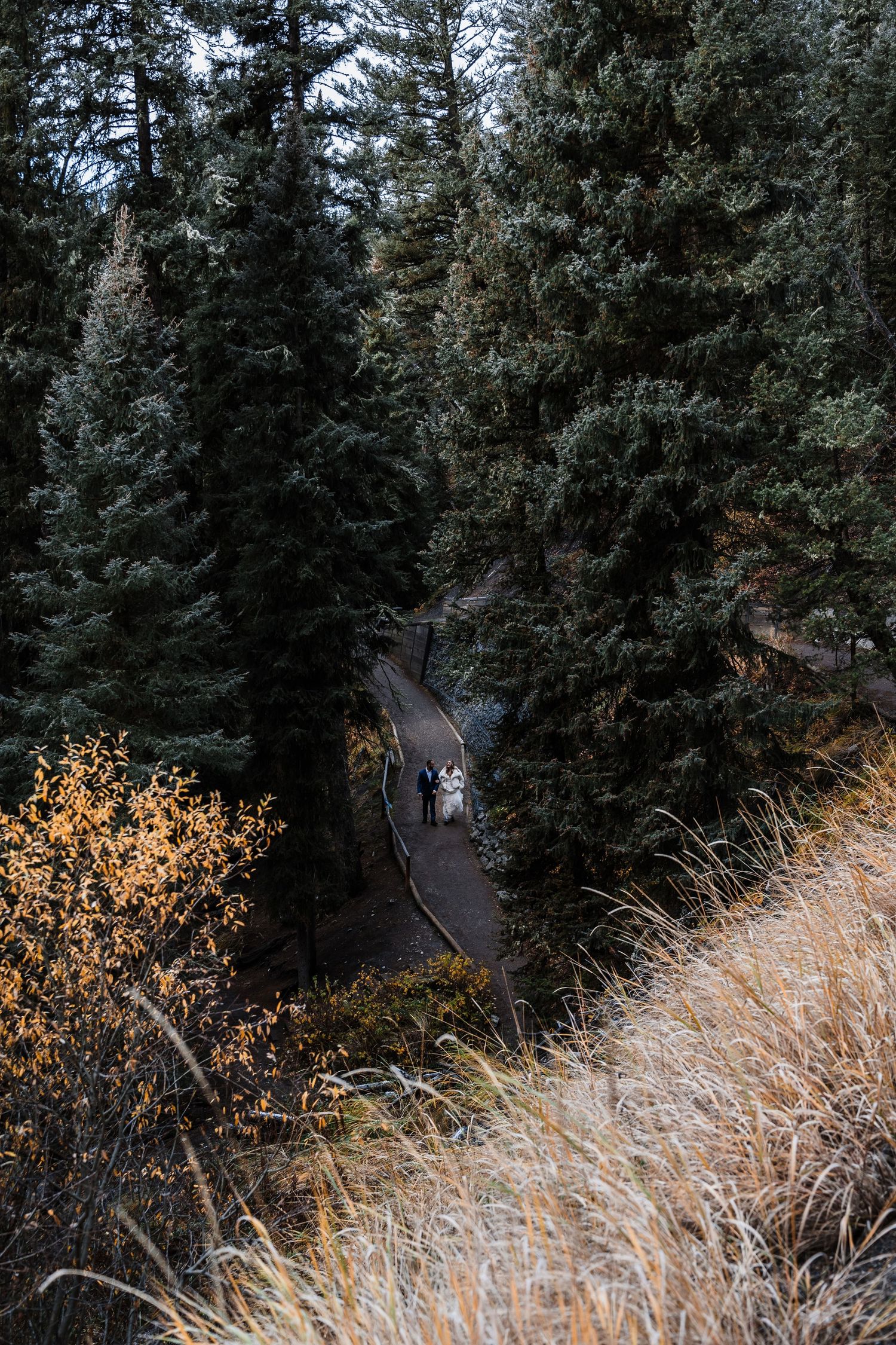 Forest path lined with evergreen trees and golden grass in autumn.