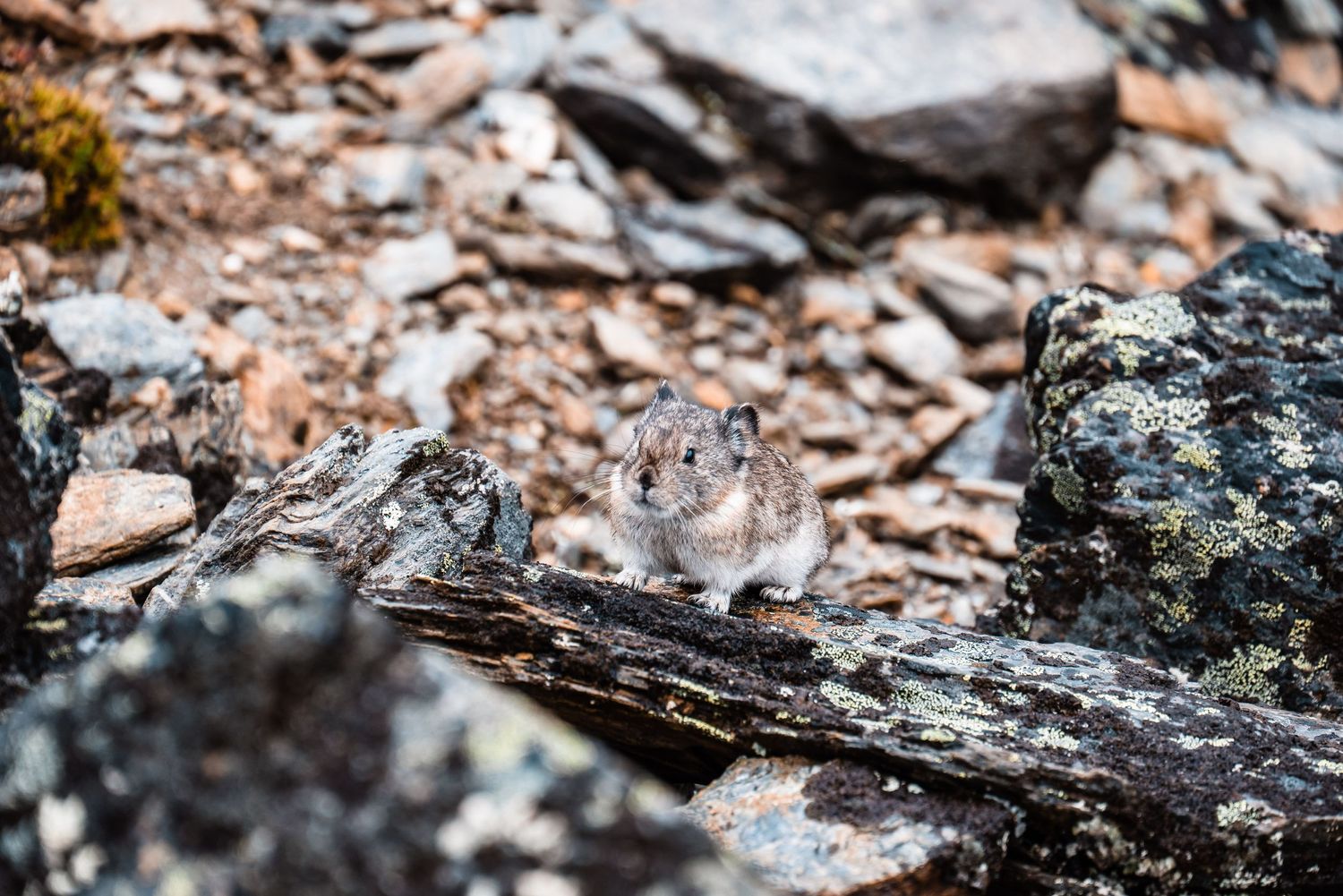 A small pika perches on a rock among scattered debris in a rocky mountain environment.