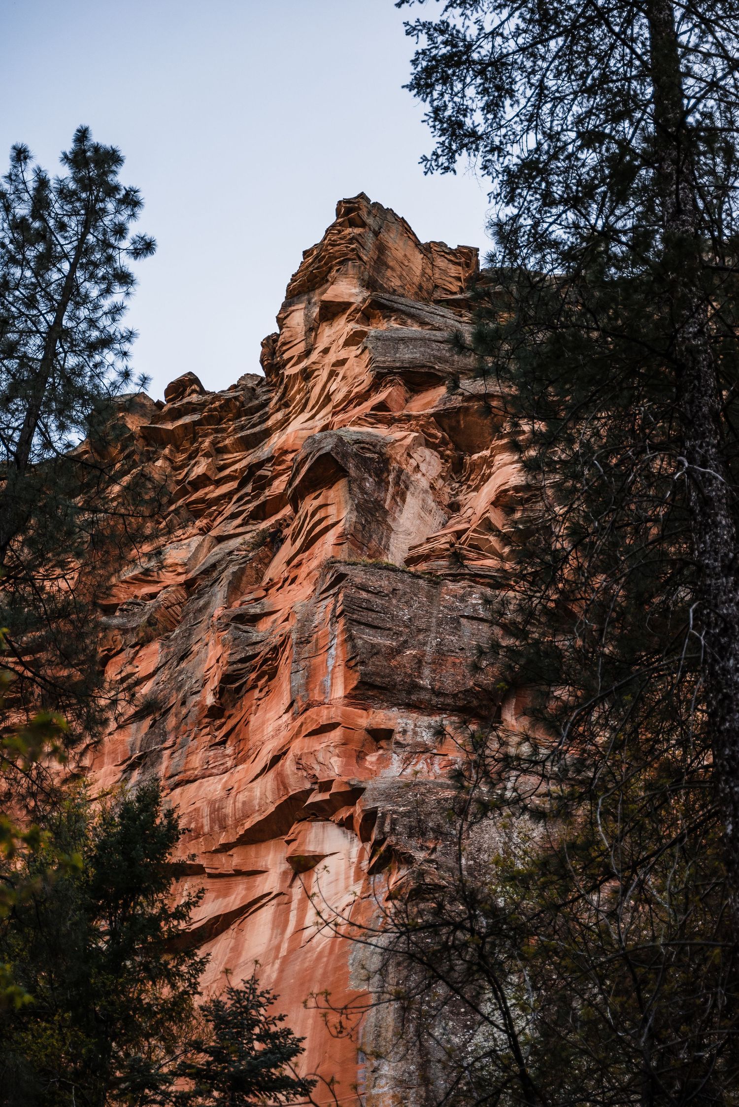 Towering red sandstone cliff face framed by evergreen trees at sunset.