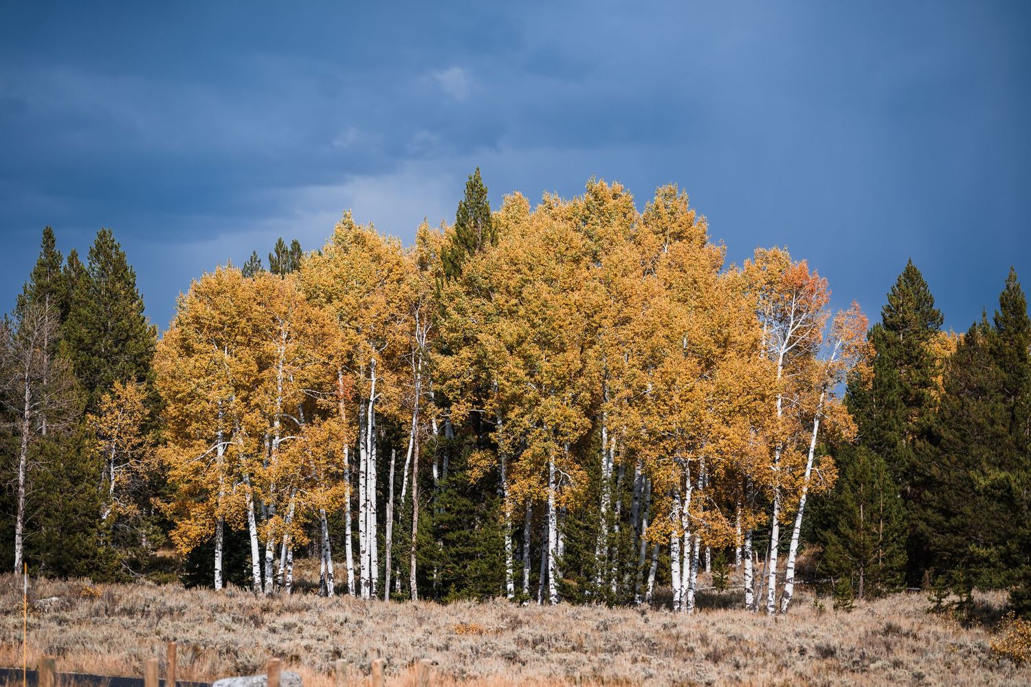 Grove of golden aspen trees with white bark stands against dark evergreens during autumn season.