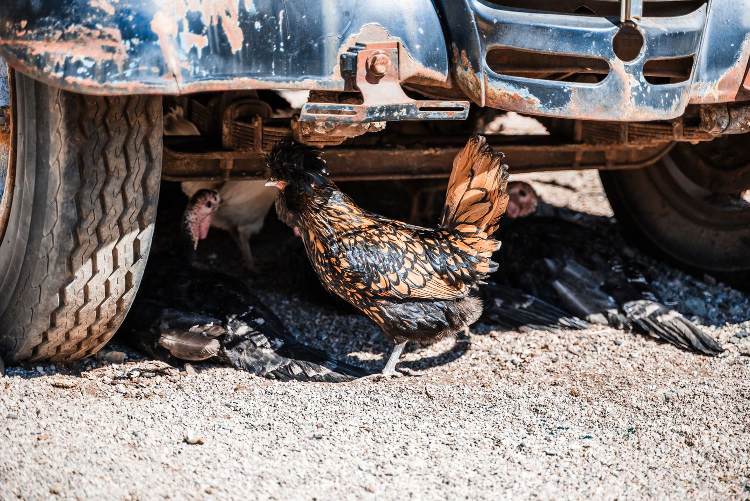 A speckled chicken walks near the tire of an old rusty vehicle on gravel ground.