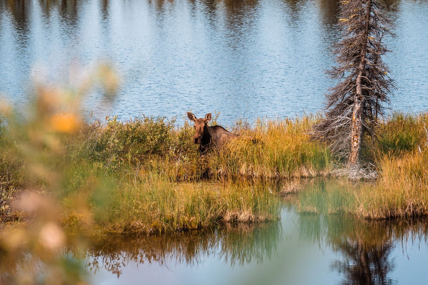 A moose grazes in tall grass along a reflective lake surrounded by autumn foliage.
