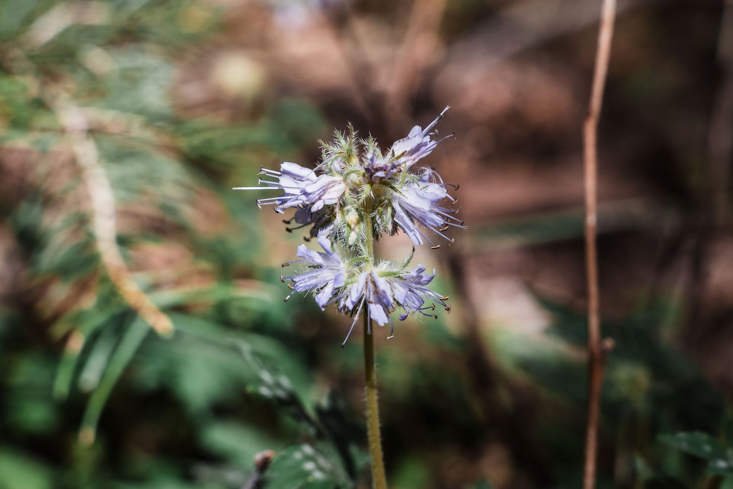 Close-up shot of a light purple wildflower with multiple small blooms clustered on a single stem.