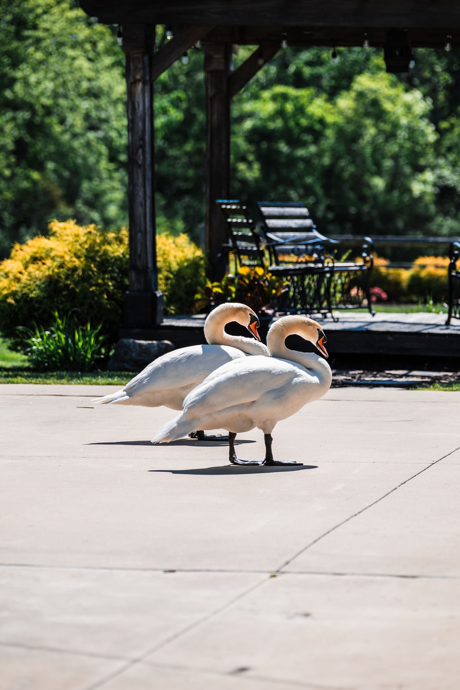 Two white swans walking on a patio near a garden pavilion with lush green trees and yellow flowers.