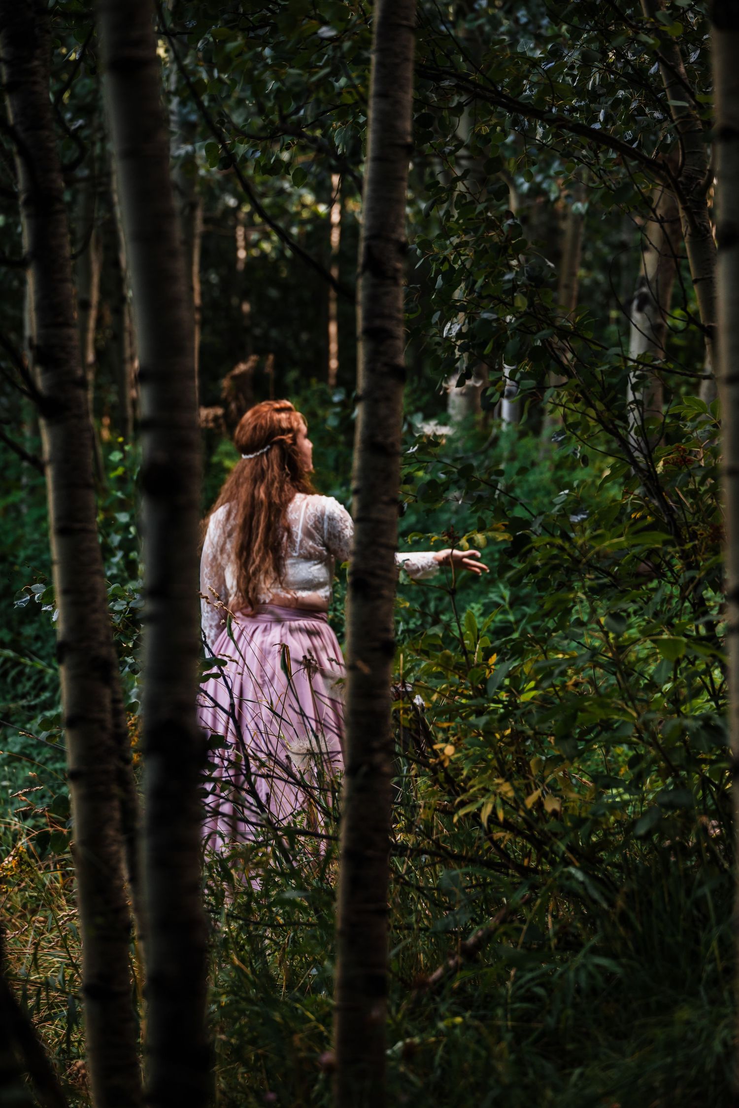 A dreamy forest scene with sunlight filtering through birch trees.