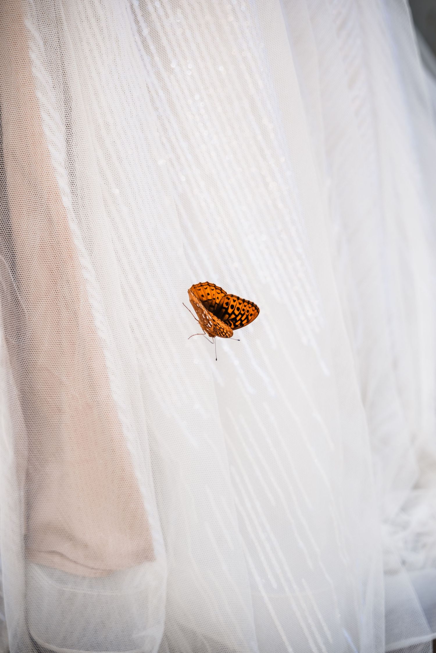 An orange butterfly rests delicately on white wedding dress fabric, creating a magical detail.