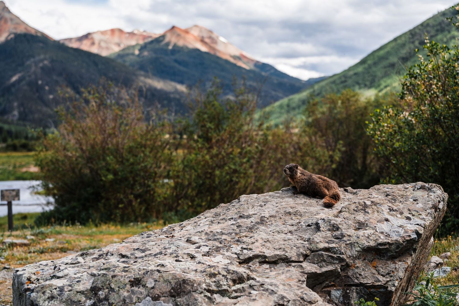 A marmot rests on a large boulder with scenic red mountains and alpine forest in the background.