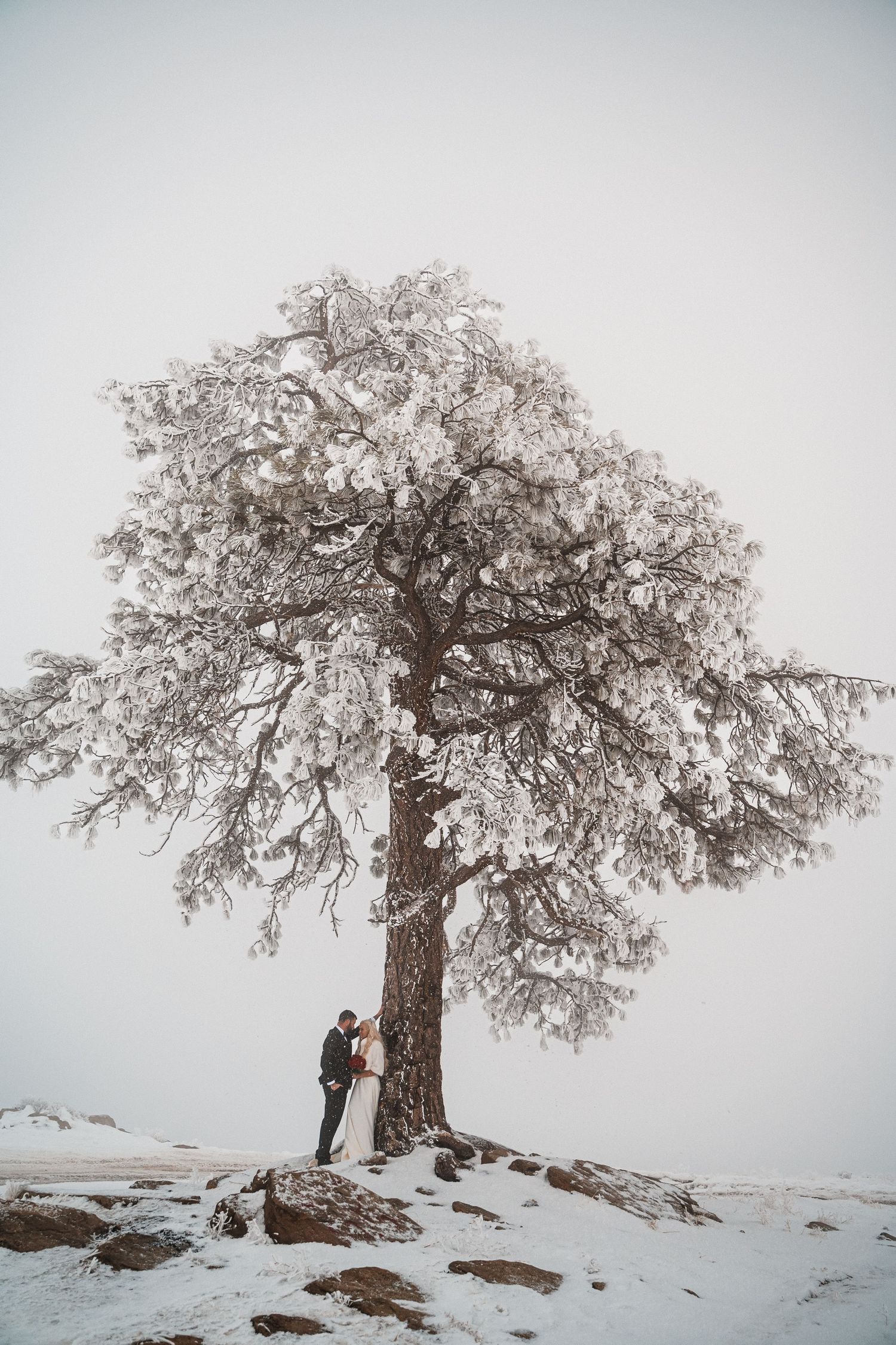 A snow-covered tree stands majestically on a winter hillside while two figures stand beneath its frost-covered branches.