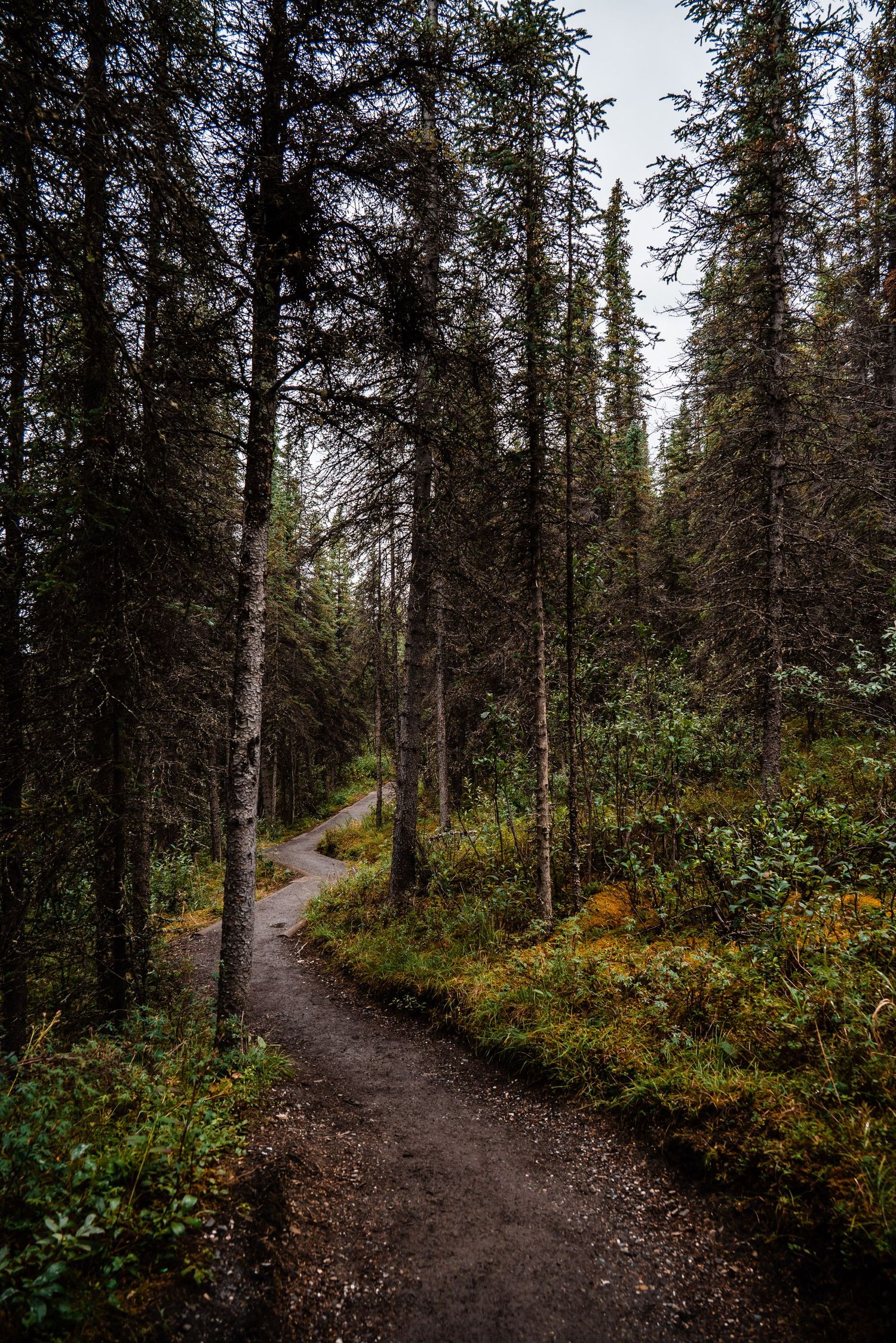 A winding dirt trail curves through a dense evergreen forest with green undergrowth and tall spruce trees.