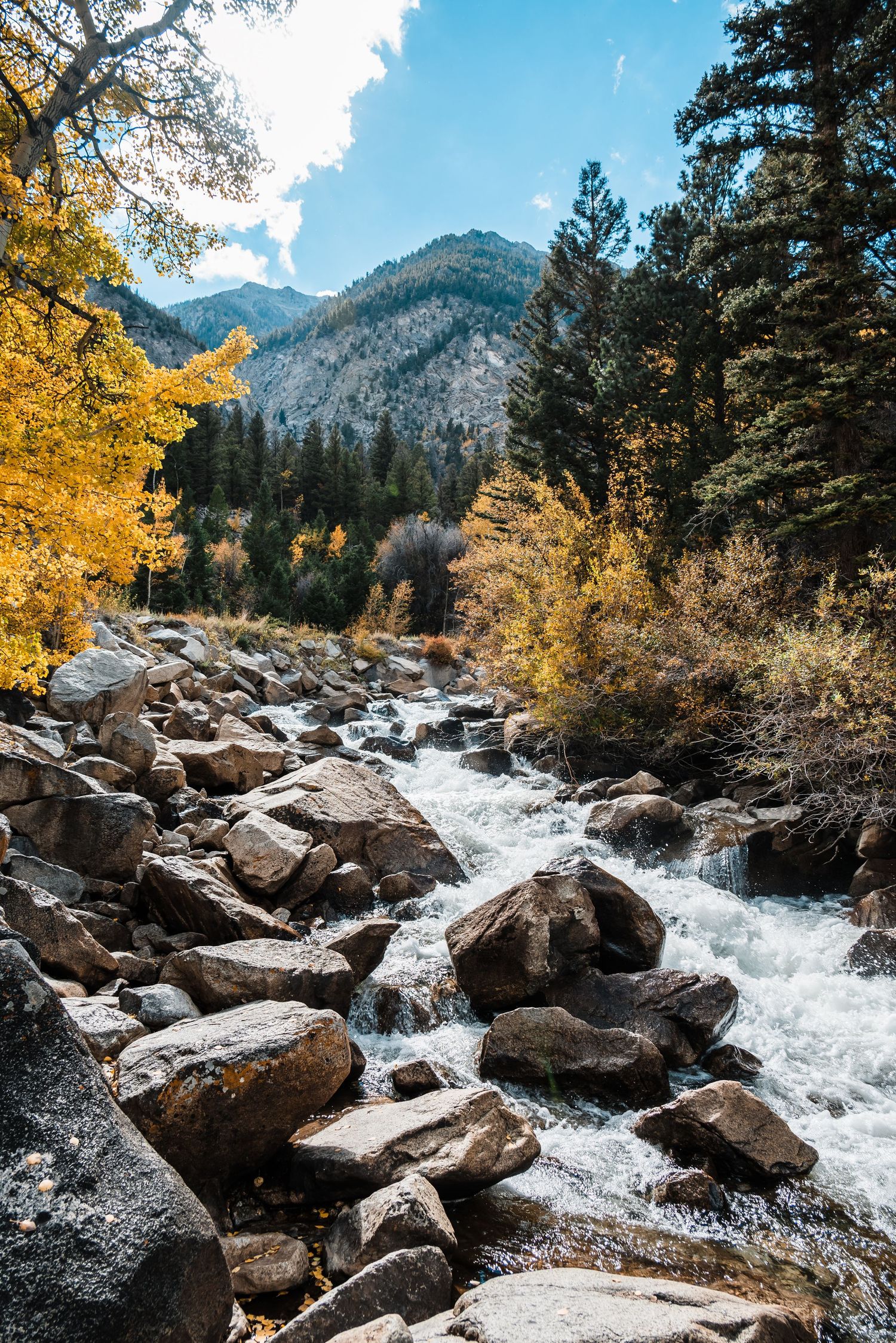 Rocky mountain stream with rushing water flows through golden fall foliage and evergreen forest in Colorado wilderness.