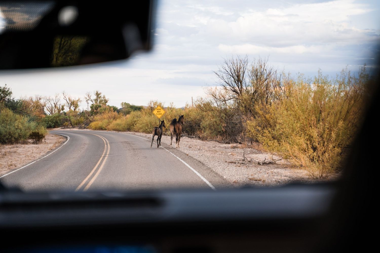 View through car windshield of wild donkeys crossing a curved desert road.