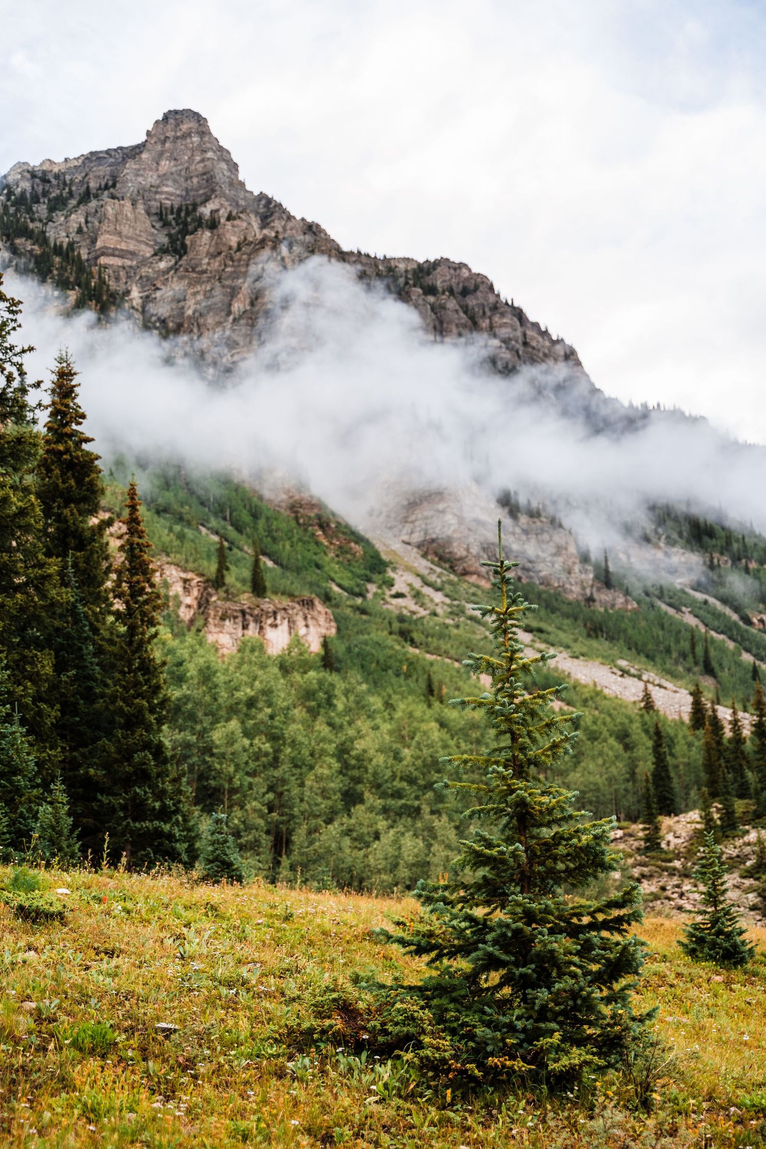 Misty mountain peak rises above evergreen forest and yellow wildflower meadow.