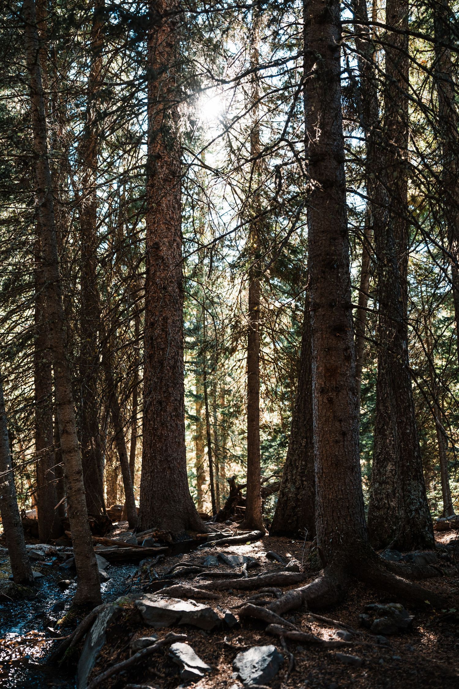 Sunlight streams through tall evergreen trees illuminating a rocky forest trail with exposed tree roots and dappled shadows.