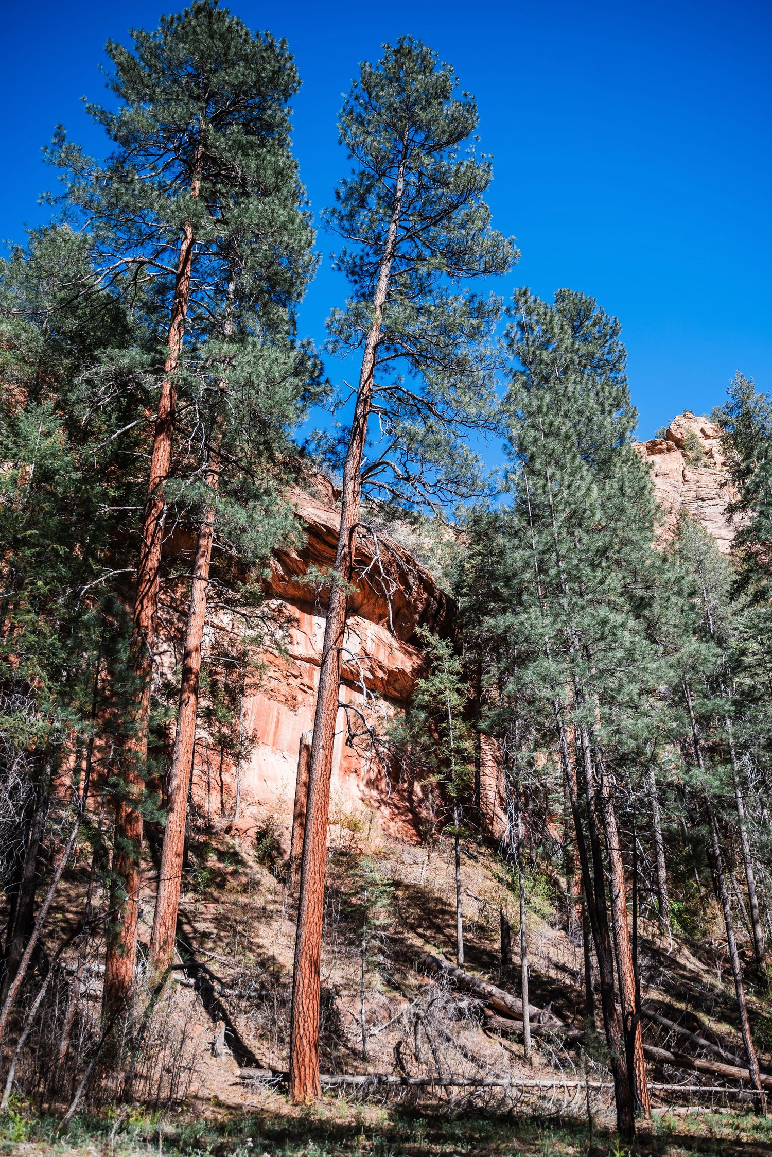 Tall pine trees stand against red rock cliffs and blue sky in a scenic mountain forest landscape.