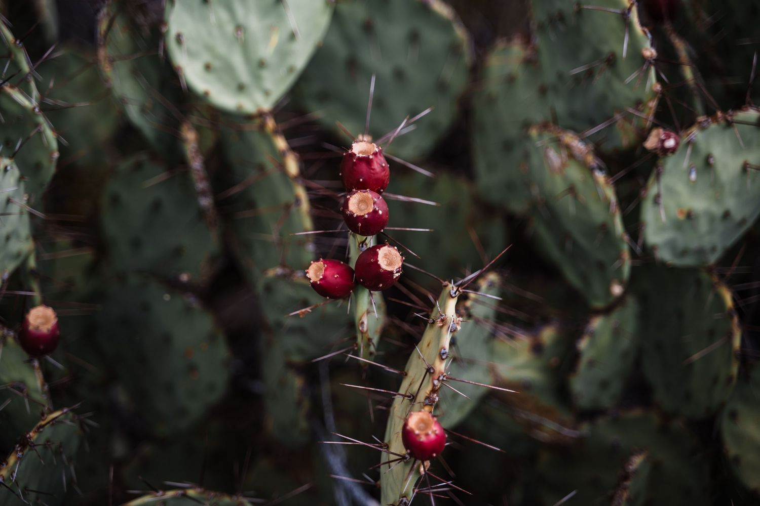 Red prickly pear cactus fruits growing on desert plant with dark green paddles.