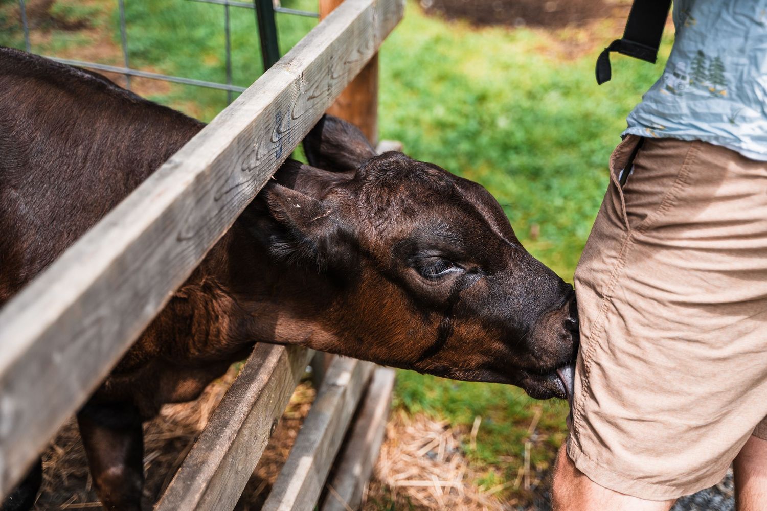 A curious brown goat reaches through a fence to interact with a visitor.