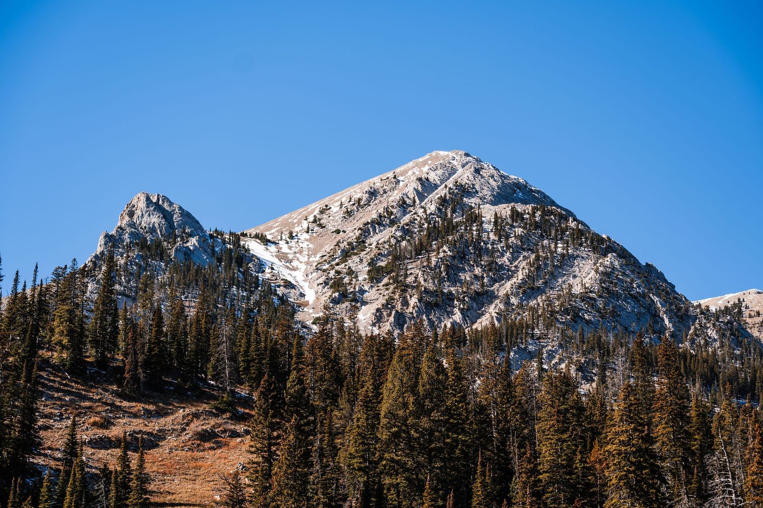 Snow-capped mountain peaks rise above evergreen forests against a bright blue sky in a scenic panoramic view.