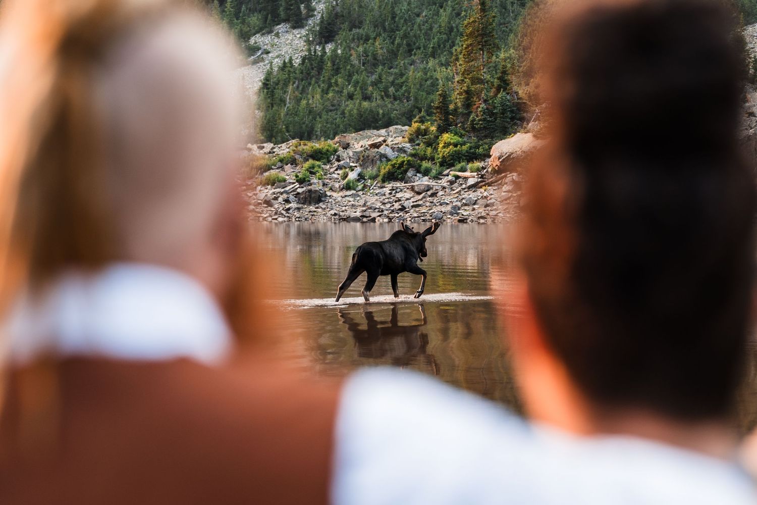 Couple watches a moose wading through a mountain lake surrounded by rocky shores and pine trees.