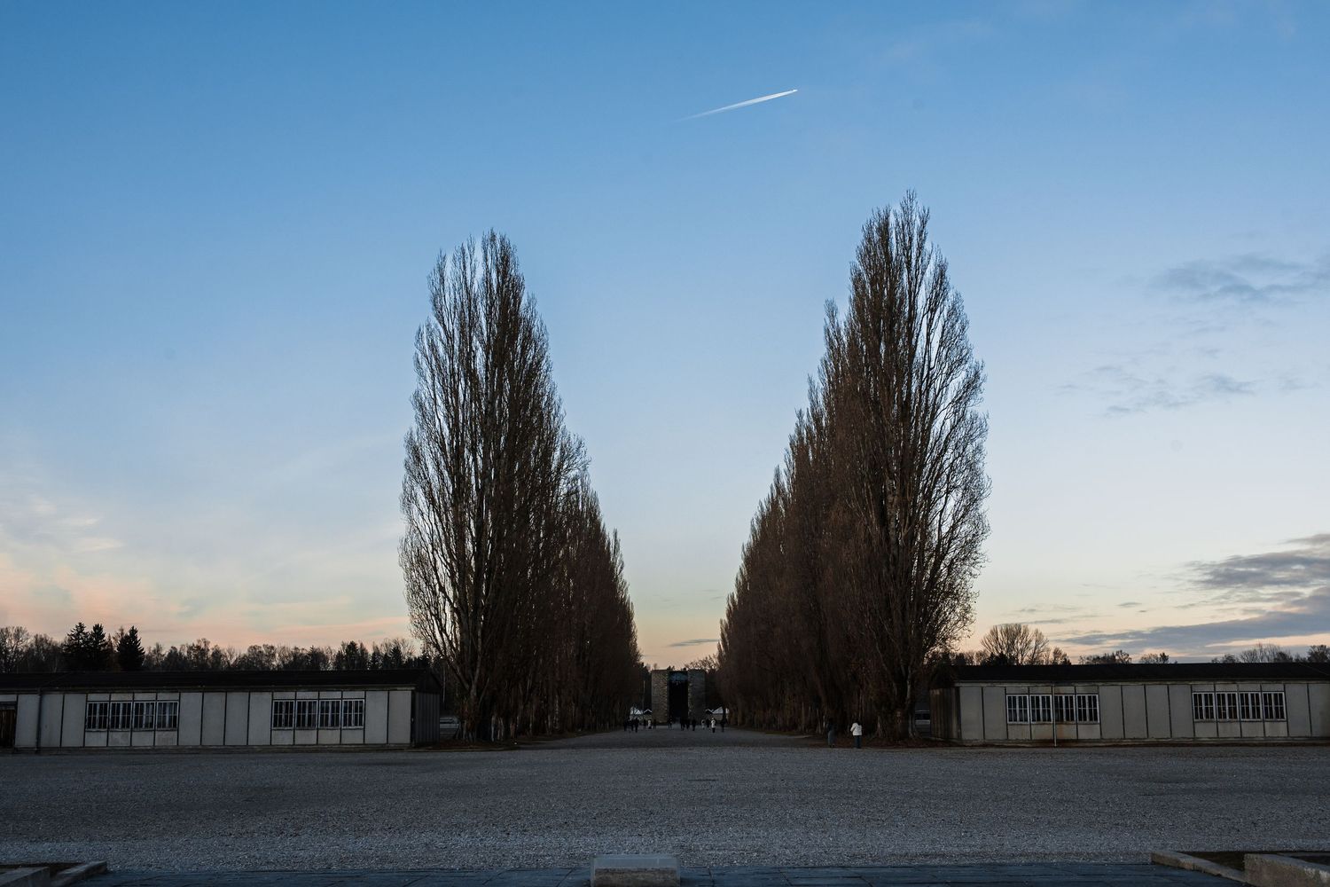A panoramic view of tall poplar trees silhouetted against a dusky sky with a building visible in the distance.