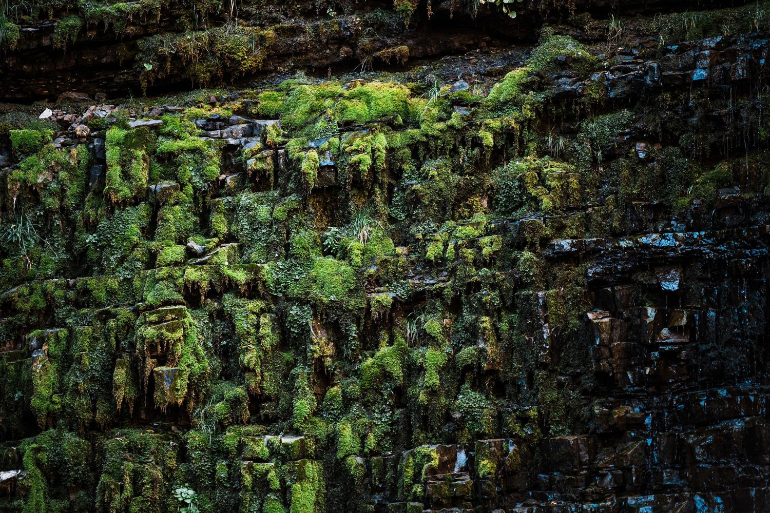 A lush green garden wall with dense foliage and moss creates a natural vertical backdrop.