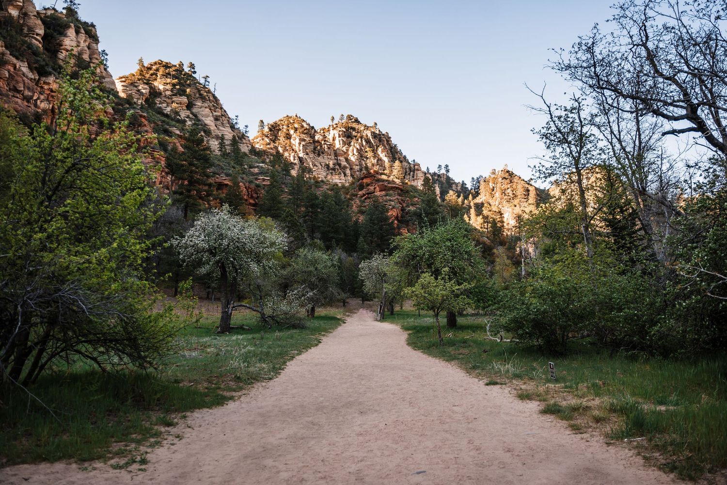 Dirt trail winding through trees and red rock formations in Zion National Park at golden hour.